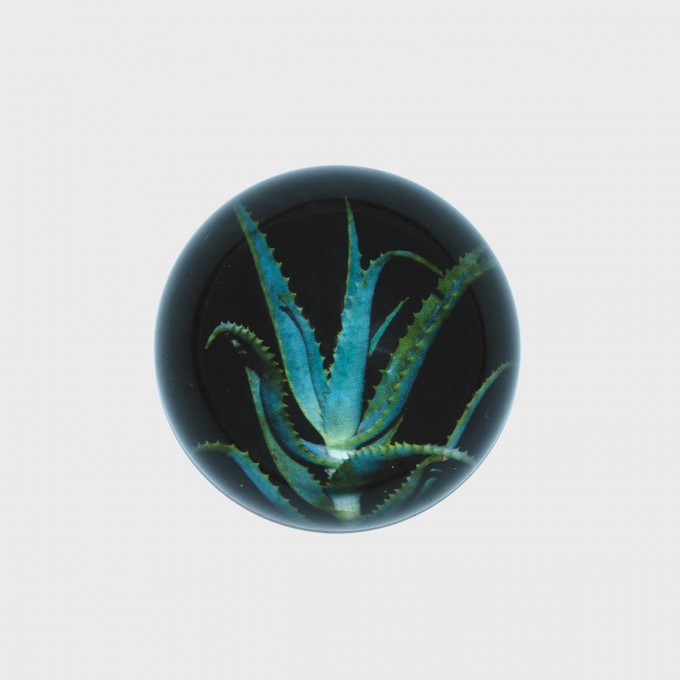 CACTAE - ALOE VERA Ø8